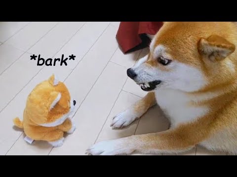 海外「大爆笑！超かわいい！」柴犬vsモノマネするおもちゃの動画が可愛すぎると話題に（海外の反応）