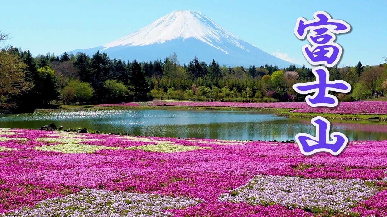 海外「富士山の麓の桜はきれいだね！」富士芝桜まつりの動画に反響（海外の反応）