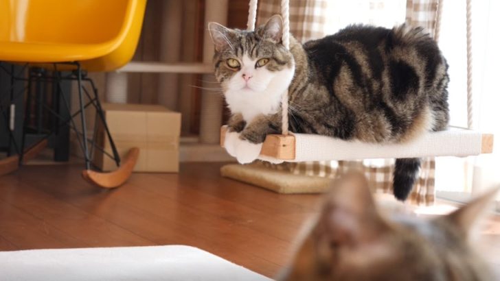 ブランコから見ているねこ（海外の反応）