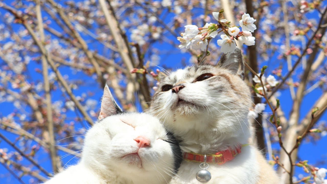 海外「桜と子猫の動画最高！」桜の下でくつろぐ日本の猫たち（海外の反応）