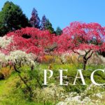 海外「いつものように不思議で美しい日本」満開に咲くしだれ桃​の絶景に反響（海外の反応）