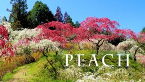 海外「いつものように不思議で美しい日本」満開に咲くしだれ桃の絶景に反響(海外の反応)