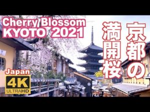 海外「京都に戻ってもう一度美しい桜を見たい」京都の満開の桜を撮影した動画が話題に(海外の反応)