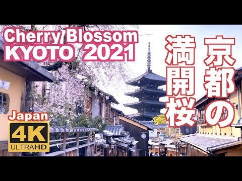 海外「京都に戻ってもう一度美しい桜を見たい」京都の満開の桜を撮影した動画が話題に（海外の反応）