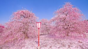 海外「日本の自然は世界一!」鈴鹿の森庭園の美しすぎる梅の絶景が話題に(海外の反応)