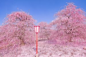 海外「日本の自然は世界一！」鈴鹿の森庭園の美しすぎる梅の絶景が話題に（海外の反応）