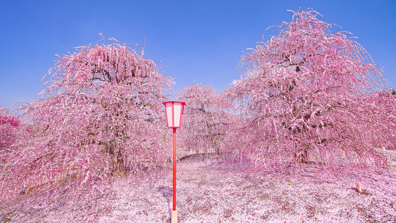 海外「日本の自然は世界一！」鈴鹿の森庭園の美しすぎる梅の絶景が話題に（海外の反応）