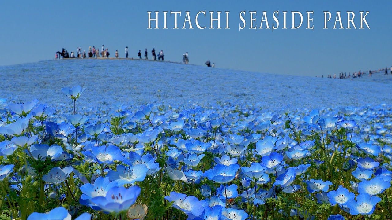 海外「日本は自然を守るのに最善を尽くしている」ひたち海浜公園の青に染まった絶景に反響​（海外の反応）