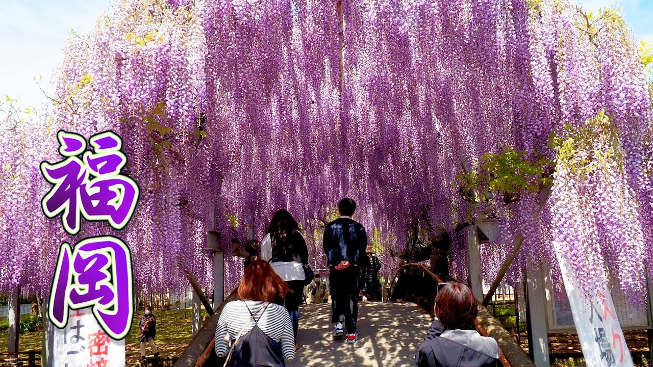 海外「日本人が庭園や花をこんなに大切にしていることに驚いた」九州にある大藤の名所を撮影した動画が話題に​（海外の反応）