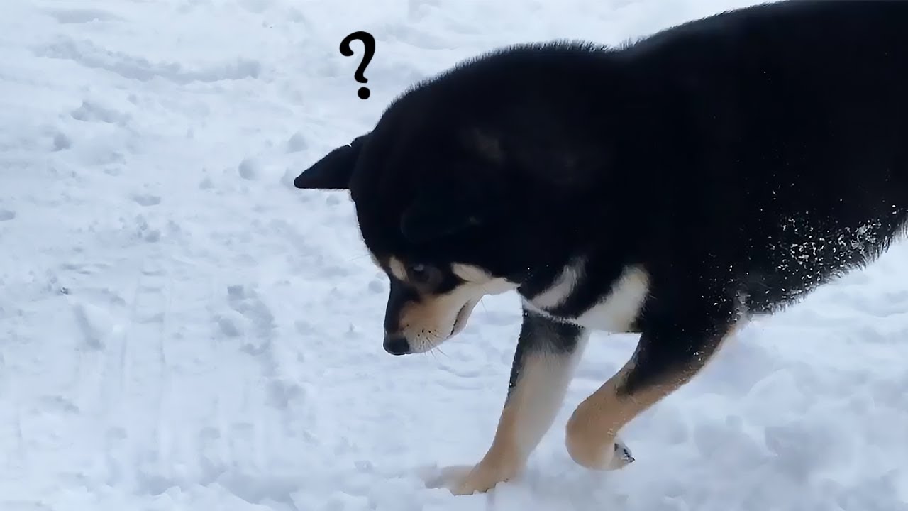 柴犬「地面はどこ？」雪の中はしゃぐ柴犬が可愛いと話題に（海外の反応）