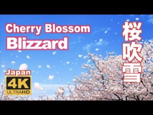 海外「これこそ日本の最高の季節!」桜吹雪を撮影した動画が話題に(海外の反応)