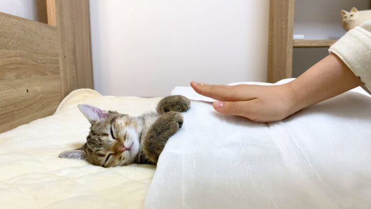海外「人間は猫に仕えるために生まれた」寝ている子猫が可愛すぎると話題に（海外の反応）