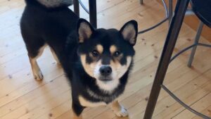 柴犬「いい子でいるのは大変だ」人間「いい子だからテレポートもできるのか」(海外の反応)