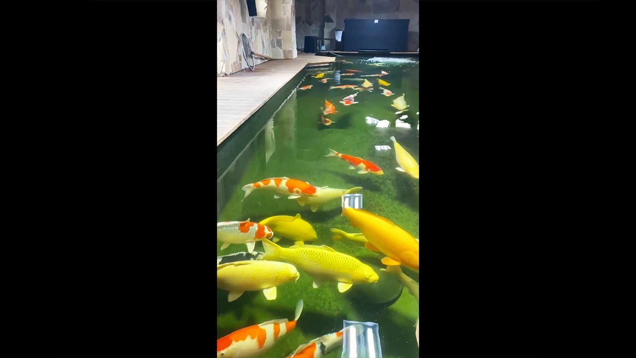海外「素敵な鯉の池」屋内の鯉の池を紹介した動画に反響（海外の反応）