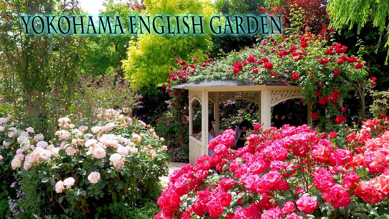 海外「なぜ日本はこんなに美しいのか❤️」日本にあるバラの庭園を撮影した動画が話題に（海外の反応）