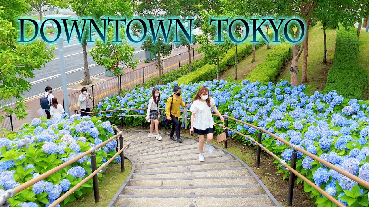 海外「東京の下町にこんな場所があるなんて」東京の下町に咲くあじさいが美しいと話題に（海外の反応）