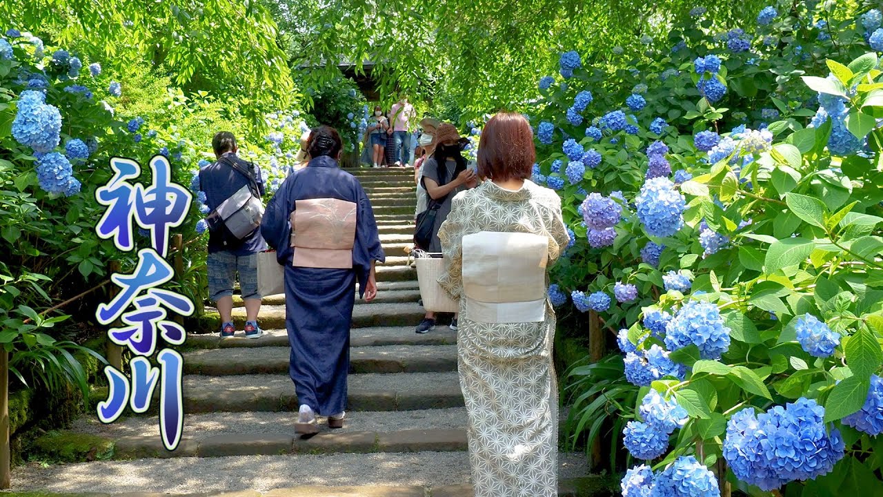海外「日本は楽園が人間の世界に舞い降りた国」神奈川県のあじさいの名所を撮影した動画に反響（海外の反応）
