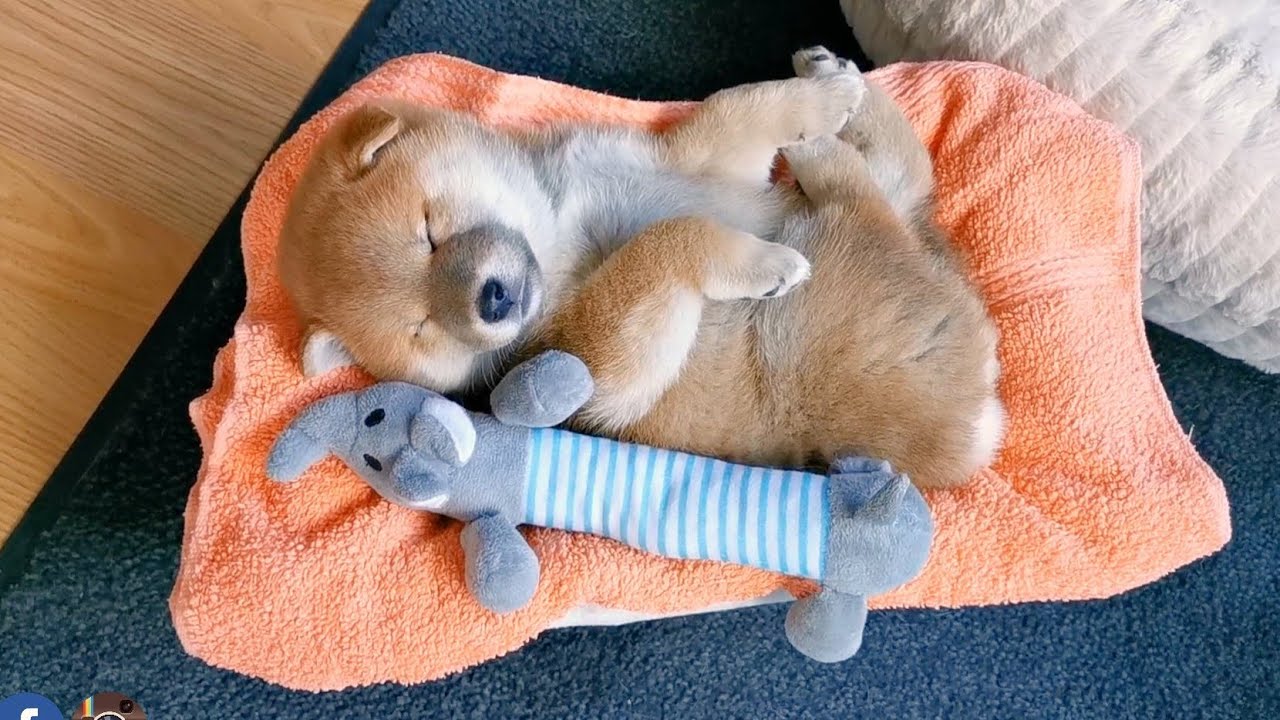 【動画】柴犬の子犬の寝顔が可愛すぎると話題に（海外の反応）