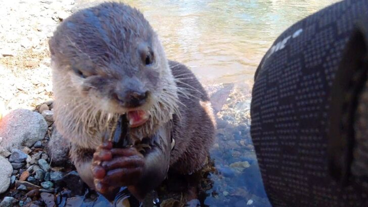 海外「Youtubeで一番幸せなカワウソ！」川遊びをするカワウソが可愛いと話題に（海外の反応）