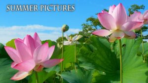海外「日本の夏の素晴らしいビデオ」日本の夏の風景や田んぼアートを撮影した動画が話題に（海外の反応）
