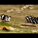 【動画】ペンギンの群れがすれ違う瞬間が可愛すぎると話題に（海外の反応）