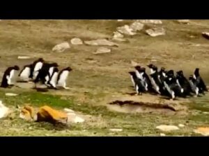 【動画】ペンギンの群れがすれ違う瞬間が可愛すぎると話題に(海外の反応)