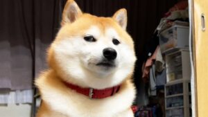 【動画】堕落した人間を鼻で笑う柴犬が話題に「柴犬は王家の犬だからね」(海外の反応)