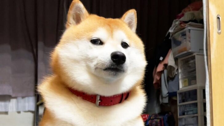 【動画】堕落した人間を鼻で笑う柴犬が話題に「柴犬は王家の犬だからね」（海外の反応）