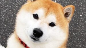 海外「柴犬は史上最高の犬！」散歩中に家族を見つけた時の柴犬が可愛すぎると話題に（海外の反応）