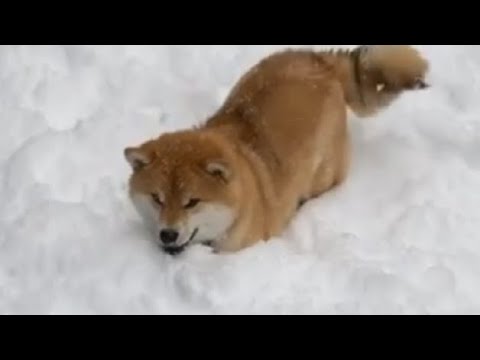 海外「だから柴犬が好き」柴犬が雪の上で飛び跳ねる動画が可愛すぎると話題に（海外の反応）