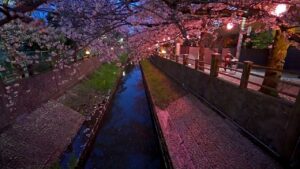 海外「アニメファンなら誰もが心得ている象徴的な踏切の音」夜桜が美しい千葉の街を散歩（海外の反応）