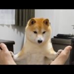海外「地球上に生きている生物の中で、柴犬が一番かわいいと誓う」芸が達者な柴犬の動画が話題に（海外の反応）