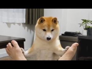 海外「地球上に生きている生物の中で、柴犬が一番かわいいと誓う」芸が達者な柴犬の動画が話題に（海外の反応）