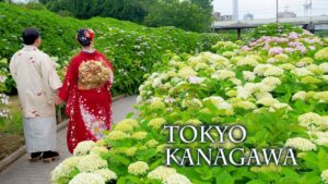 海外「最高に美しいあじさい。壮観！」東京・神奈川で満開のあじさいを撮影した動画が話題に（海外の反応）
