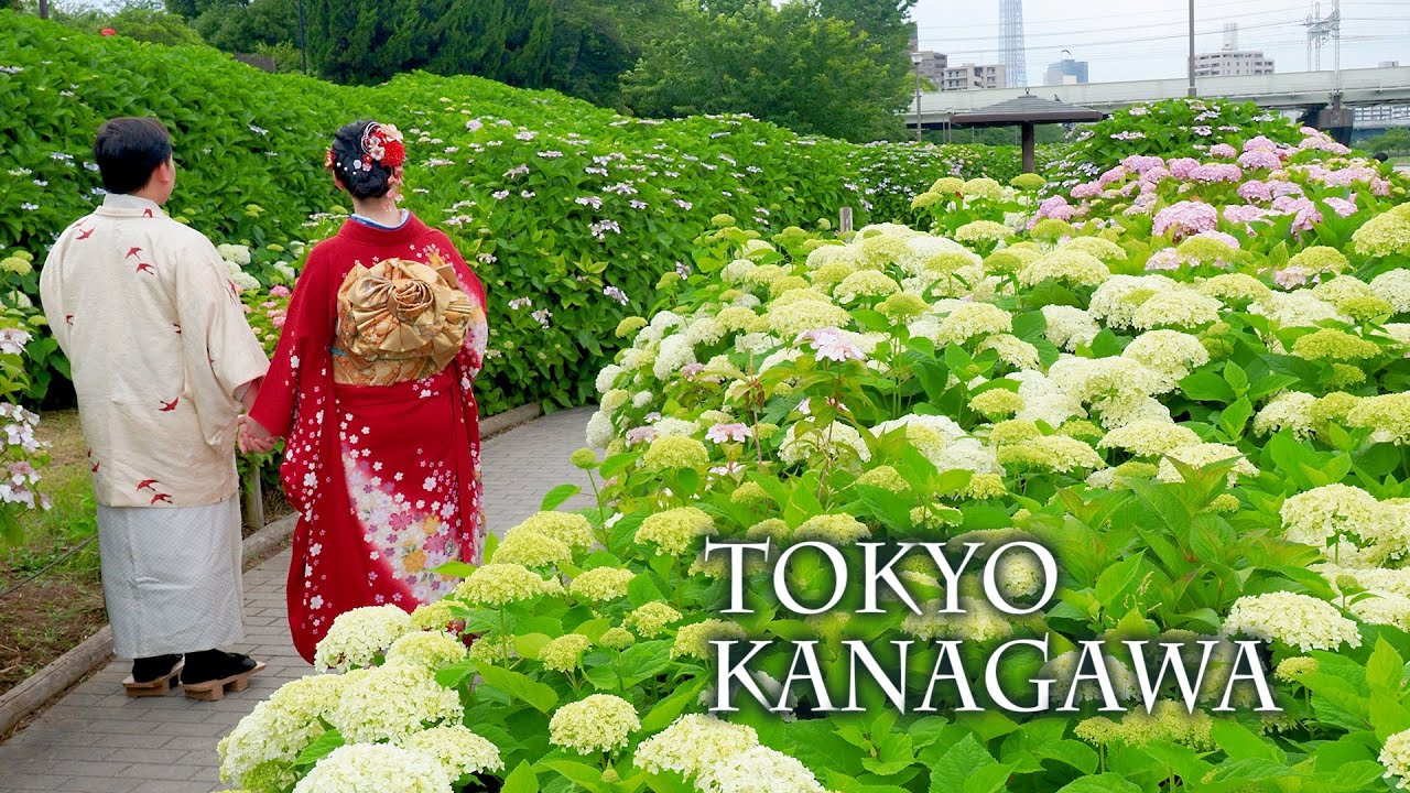 海外「最高に美しいあじさい。壮観！」東京・神奈川で満開のあじさいを撮影した動画が話題に（海外の反応）