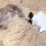 海外「今まで見た中で一番癒される動画だ」羊の上で気持ちよさそうな猫の動画が話題に（海外の反応）