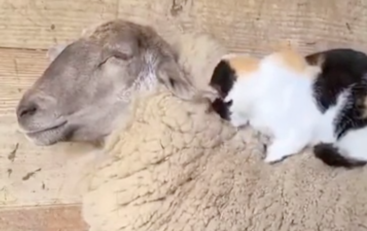 海外「今まで見た中で一番癒される動画だ」羊の上で気持ちよさそうな猫の動画が話題に（海外の反応）